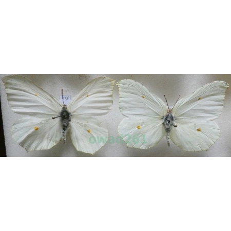 Gonepteryx rhamni (Linnaeus, 1758) 2xfemale Latolistek cytrynek Poland53f